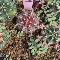 49-0504泰国发货多肉