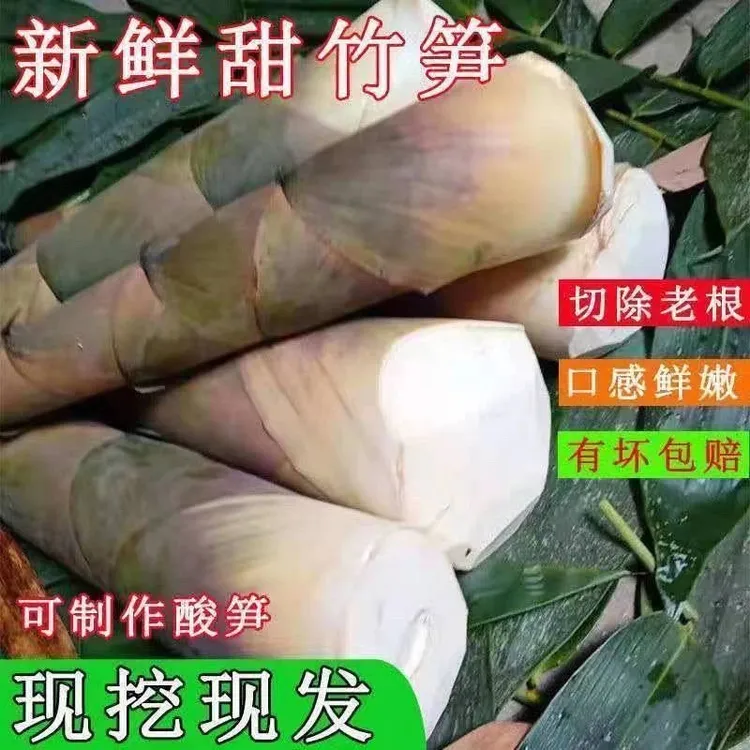 广西河池新鲜现挖带壳甜笋当季可做酸笋产地直供