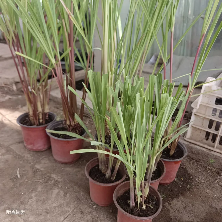 香茅草盆栽苗泰国柠檬香茅 玫瑰香茅可食用驱蚊香草原土发货好养