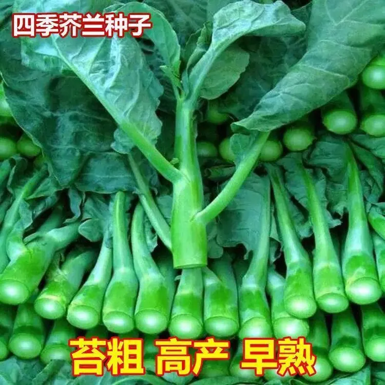 四季种植甜芯绿芥蓝种子广东鸡腿芥兰种籽四季播阳台盆栽蔬菜种子