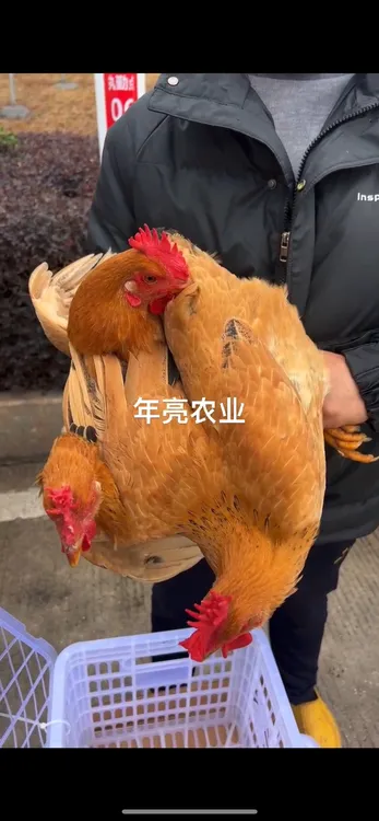 正宗河田鸡脱温鸡发货半斤左右整鸡发货10只