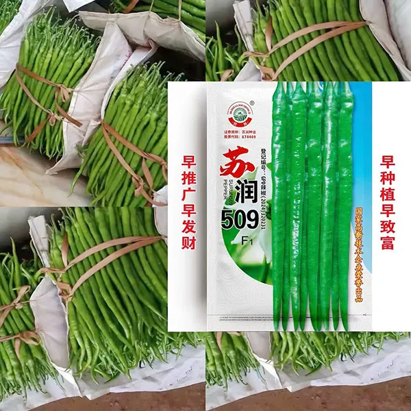 正品苏润509线椒种子高产超长正宗加长果二荆条椒辣种子基地用种