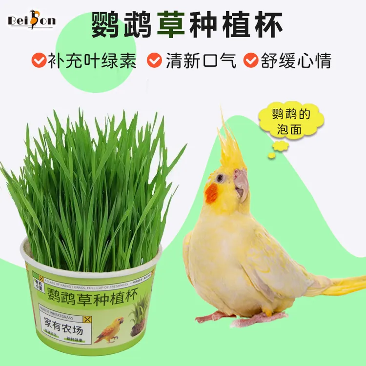 鹦鹉食用草籽麦芽草大麦种子牡丹虎皮玄凤小太阳专用零食粮食草盒