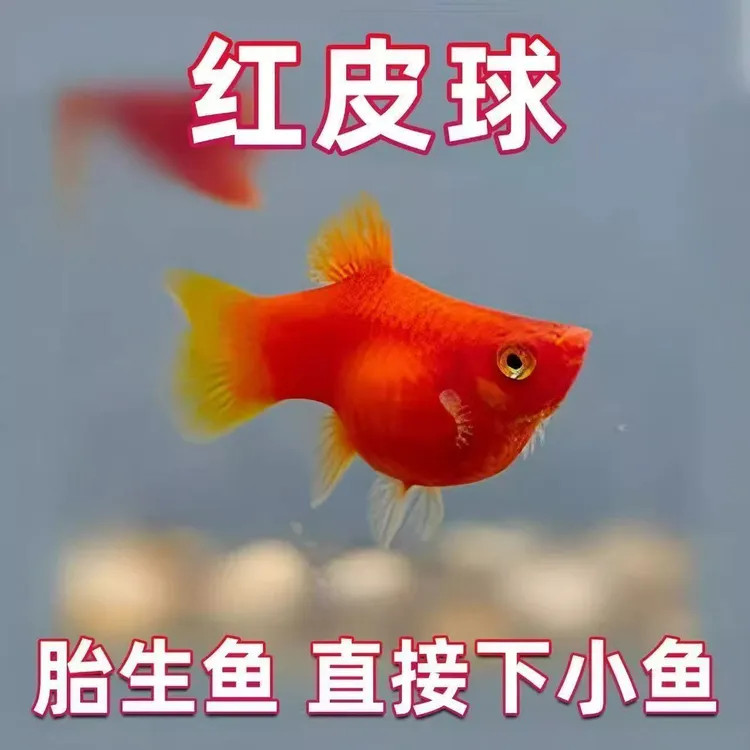 红球月光好看精品好养胎生混养小型观赏鱼热带鱼新手耐活好养