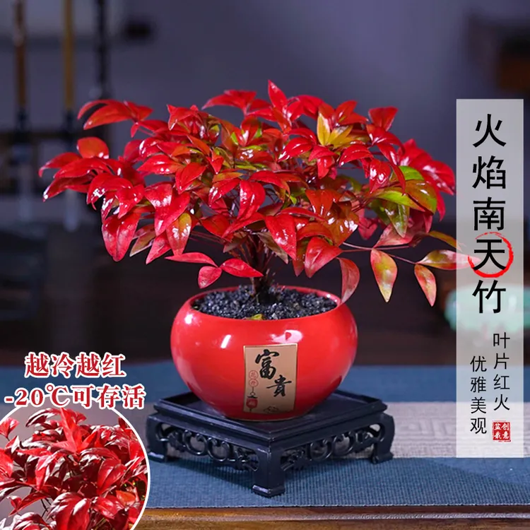 【越冷越红】火焰南天竹客厅绿植桌面盆栽好养易活禅意创意盆景