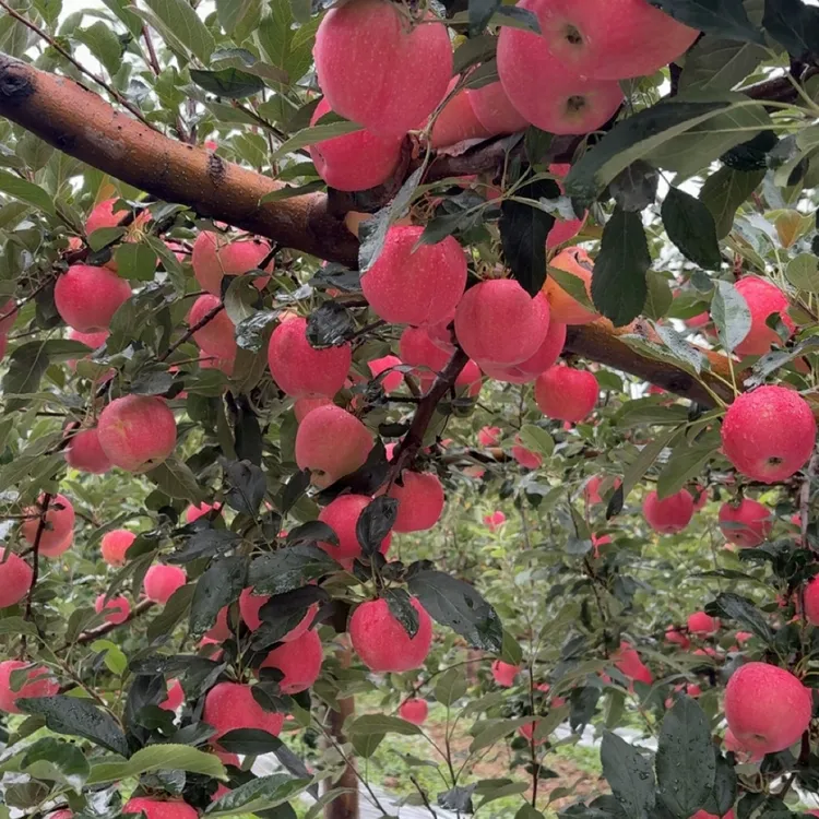 正宗甘肃庆阳红嘎拉苹果，粉面香甜，果香味浓郁小孩最爱