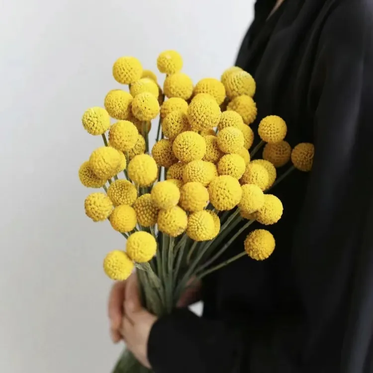 干花黄金球黄金果干花装饰