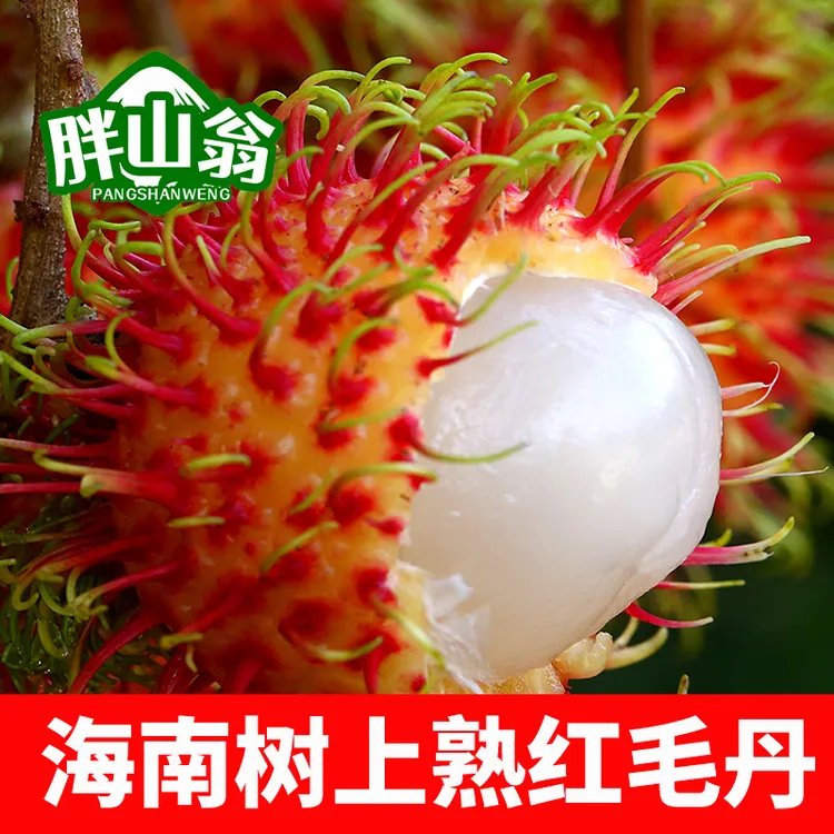 榴恋岛胖山翁海南树上熟红毛丹