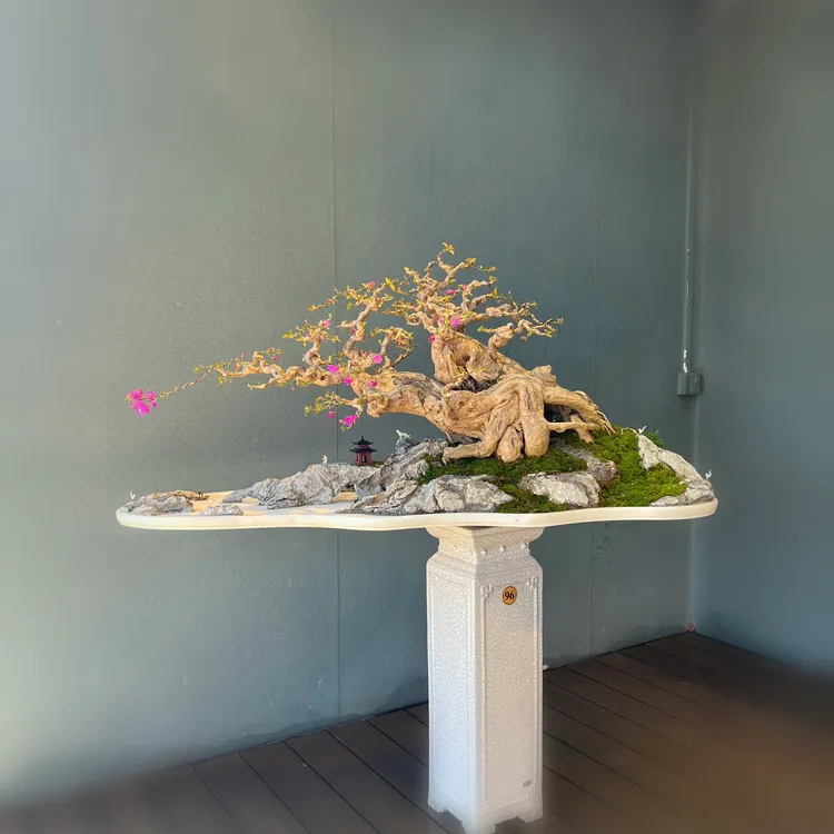 年功临水桩大水旱景 原生老桩三角梅盆景庭院花园高端造型盆景