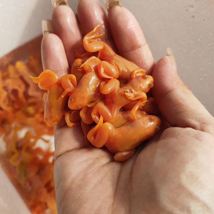 金蛙活体好养淡水观赏金蟾宠物蛙招财蛙小金蛙龙鱼饲料蛙