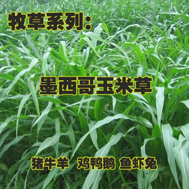 进口墨西哥玉米草种鱼草籽牧草四季优12喂鱼的草籽牛羊莫斯科养殖