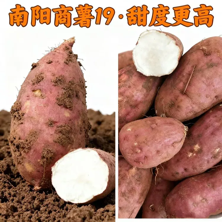 新鲜正宗河南南阳红皮白心红薯老品种纯正板栗红薯现挖现发粉糯