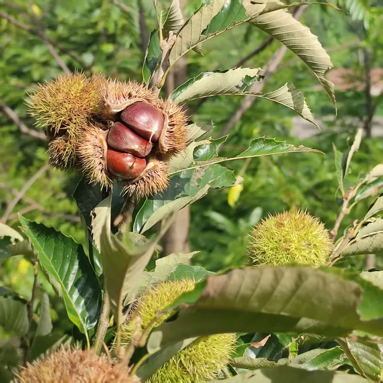 云南高山老树毛板栗好剥皮农民自家卖5斤9斤送开口器