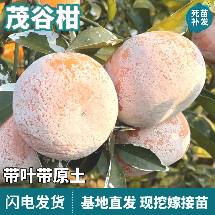 茂谷柑树苗南北方地栽盆栽嫁接脏脏柑橘子石灰柑桔子树苗当年结果