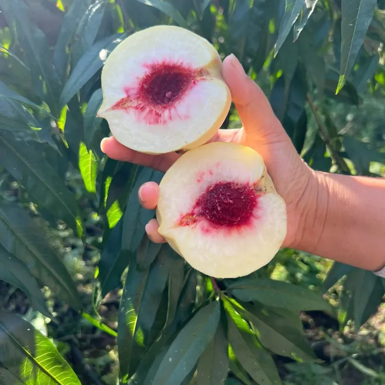 京东直发新鲜现摘脆甜多汁当季应季秋蜜白金蜜桃水果