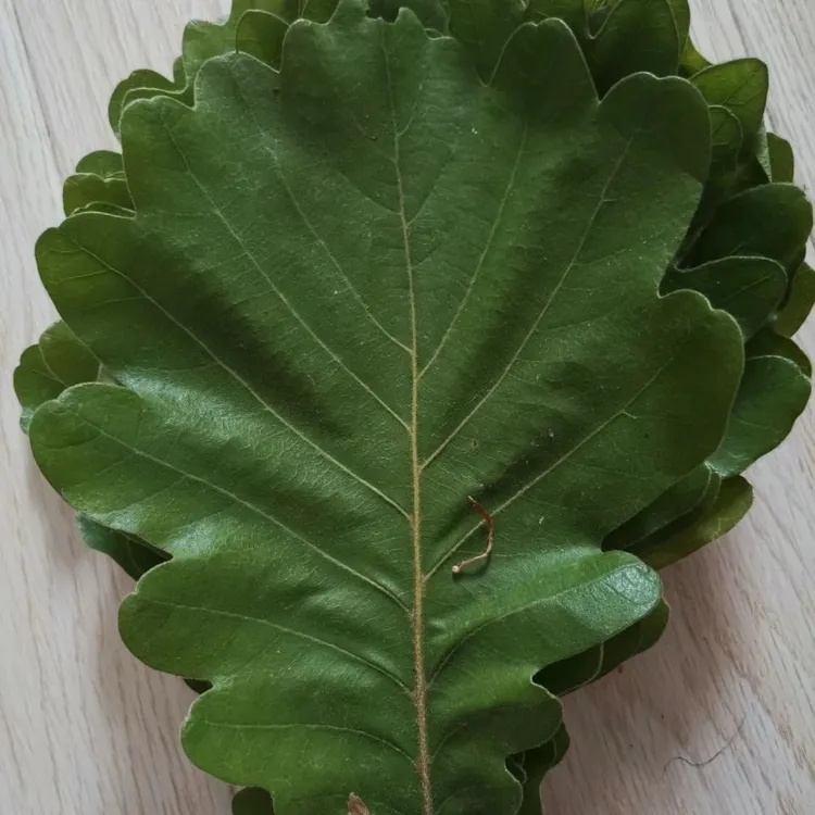 水芹菜 纯地瓜粉 桲椤叶（顺丰包邮）