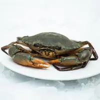 【魏来海鲜】【货发出概不退款】特大肉蟹青蟹 勿放冰箱