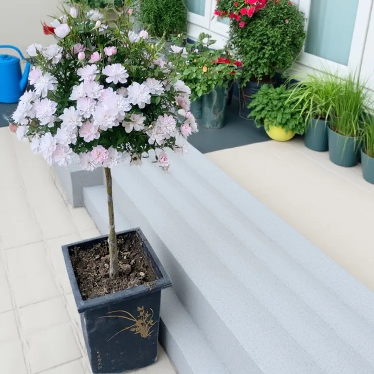 四季开花月季花树苗盆栽适合室内外阳台庭院耐寒热好养