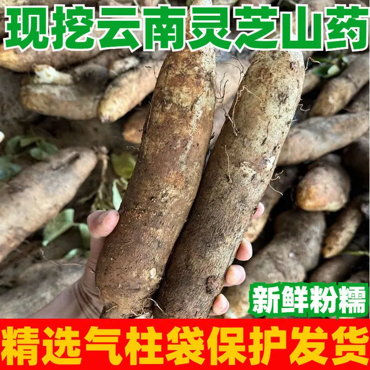 云南正宗高山种植灵芝山药软糯香甜新鲜当季现挖非铁棍山药