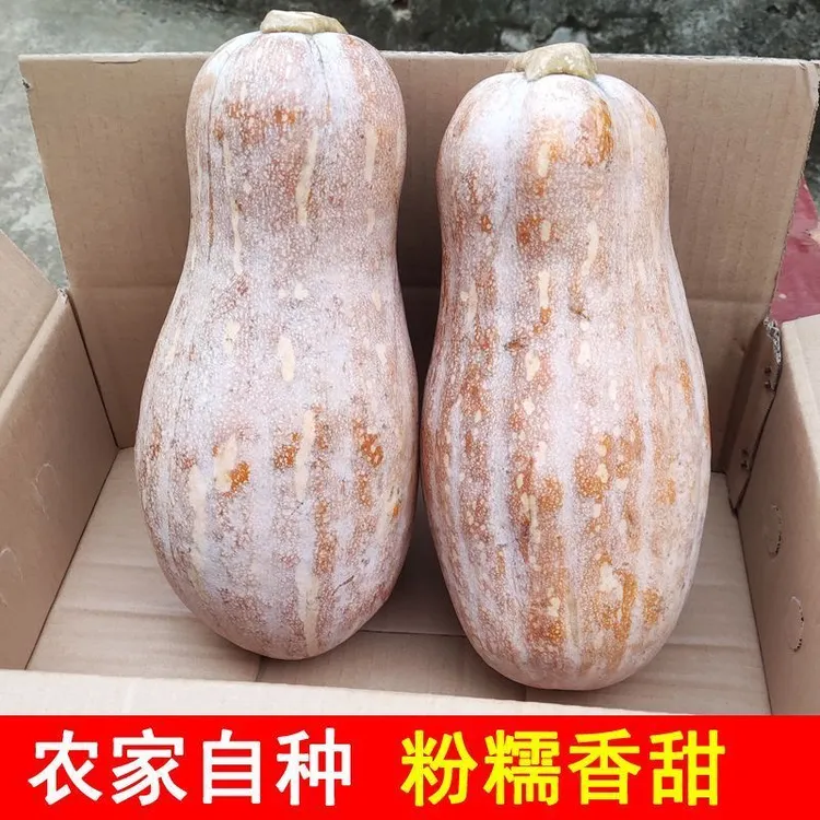 云南高山海拔蜜本老南瓜大南瓜正宗老人小孩子都适合吃水果生姜