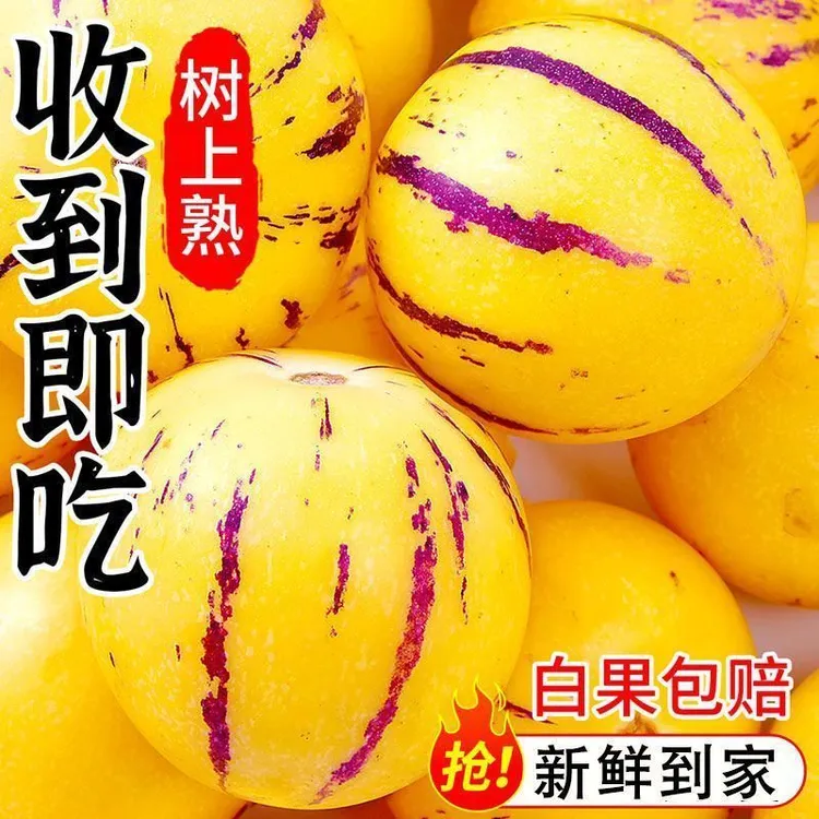 果王5斤云南石林树上熟黄肉圆果果当季新鲜清甜低糖水果