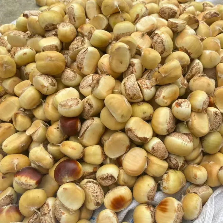 湖北大别山罗田新鲜生板栗当季新上市白壳花壳板栗菜板栗