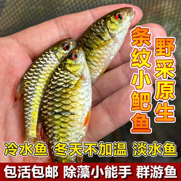 小巴原生条纹小鲃群游鱼伴侣混养清洁鱼除藻工具鱼食蚊鱼淡水鱼
