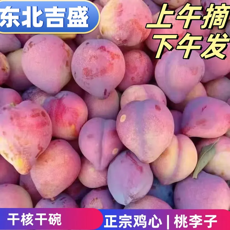 顺丰东北鸡心李吉盛李牛心干碗干核李子新鲜采摘发货