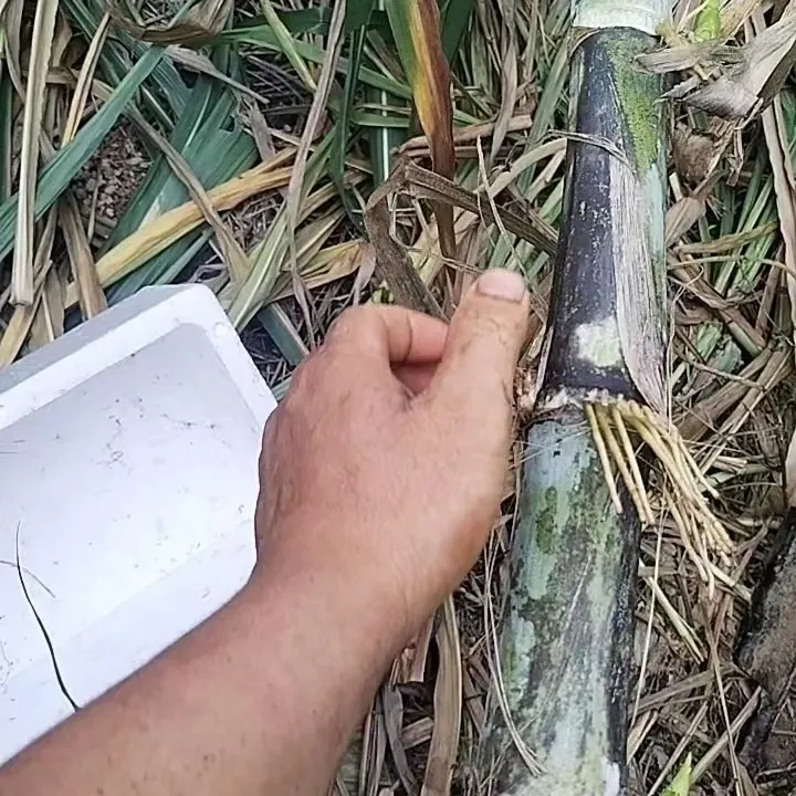《牧草试种》耐寒甘蔗草牧草王甜象草皇竹草高产巨菌草金牧良草