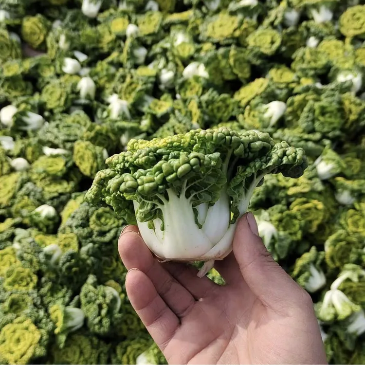 【田之恋甄选】特矮型霜冻新鲜乌塌菜火锅泡泡青菜3/5斤包邮