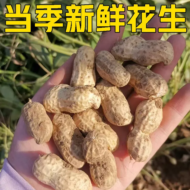 2025新鲜湿花生现挖现发农家自种生花生带壳鲜花生可榨油水煮散装