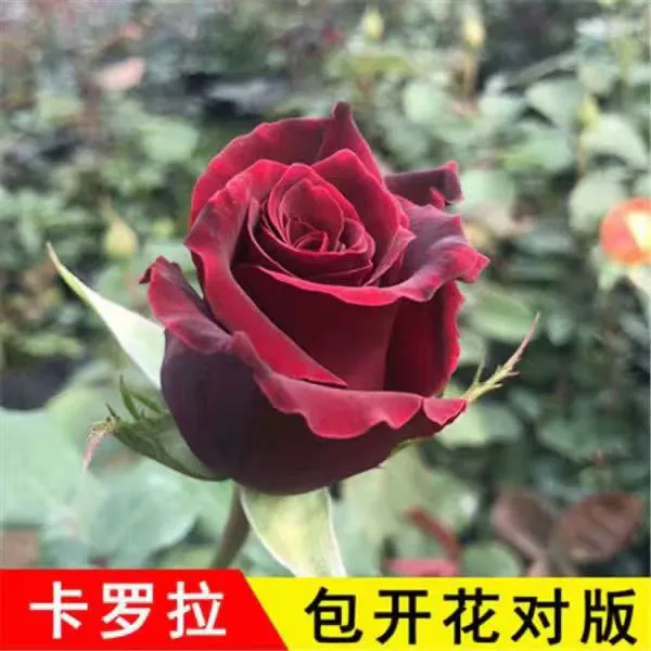 云南昆明基地直发四季花开玫瑰月季鲜切花无纺布杯小苗庭院盆栽