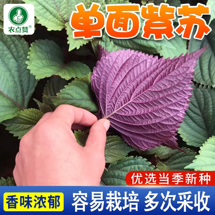 紫苏种子  食用蔬菜香草菜籽室内外阳台盆栽易活易种春秋播种