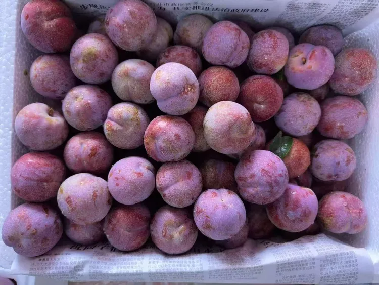 酸甜可口新鲜采摘高山特色三华李（5斤装）