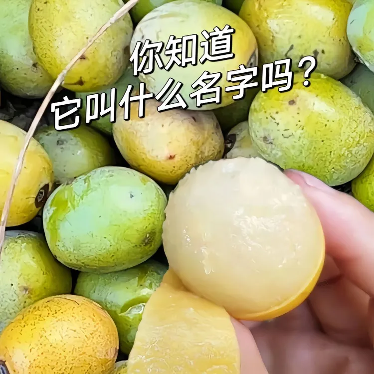 新鲜五眼果南酸枣鼻涕果孕妇水果广东特产鲜果南酸枣小时候的味道