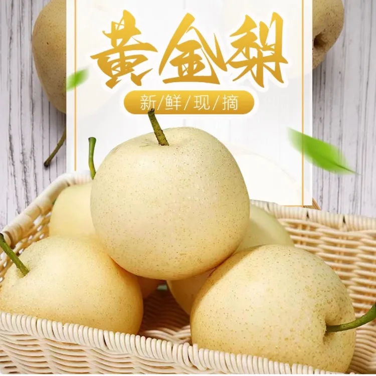 【农舍小天推荐】南阳博望黄金梨 果肉细腻 脆甜多汁 现摘现发 5kg