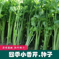 【全店满五包包邮】四季小香芹种子芹菜种子农家庭院蔬菜种子