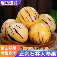 2 正宗石林人参果当季新鲜水果鲜甜爆汁云南产地直发一整箱
