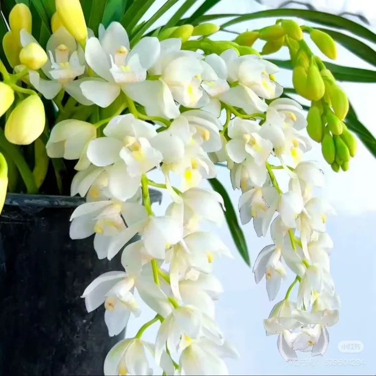 （白玉香兰）多支花剑 大花蕙兰室内带花苞花期长盆栽好养