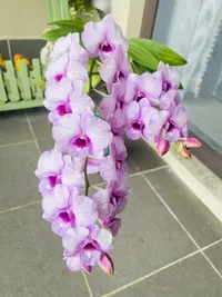 甜蜜女孩石斛兰秋石斛带花带花苞发货