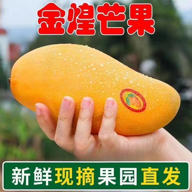 【正宗】广西金煌芒当季新鲜鲜嫩饱满香甜肉嫩水果当季热卖多汁肉厚