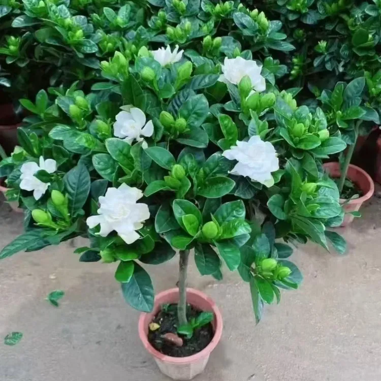 独杆栀子花特大盆栽棒棒糖绿植室内浓香型四季开花好绿植盆栽室内