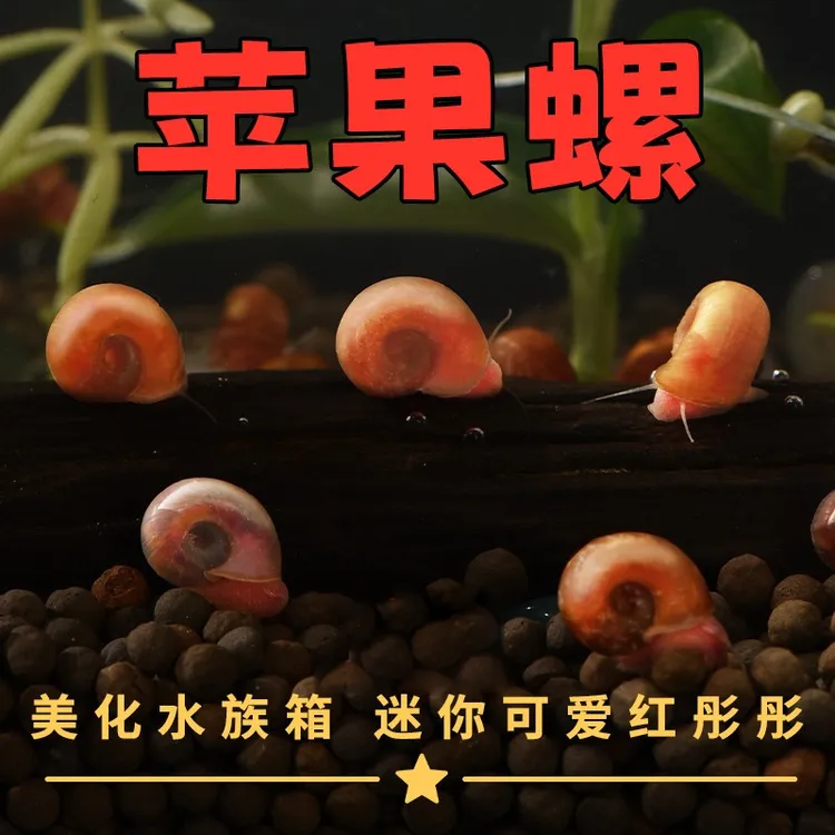 鱼缸清洁苹果螺超大号除藻观赏螺淡水草工具吃鱼粪便活体蜗牛乌龟