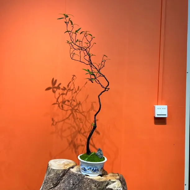 【文人桩】海岛春花盆景用于茶台办公室书房客厅阳台装饰庭院造景