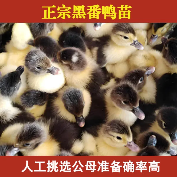宠物鸭正宗特大种番鸭活苗半斤红脸鸭西洋鸭半斤老黑番鸭公大番鸭
