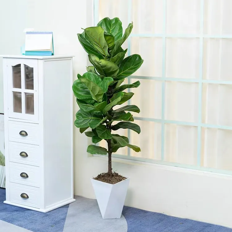琴叶榕70-90CM网红客厅办公室绿植盆栽净化空气四季常青植物
