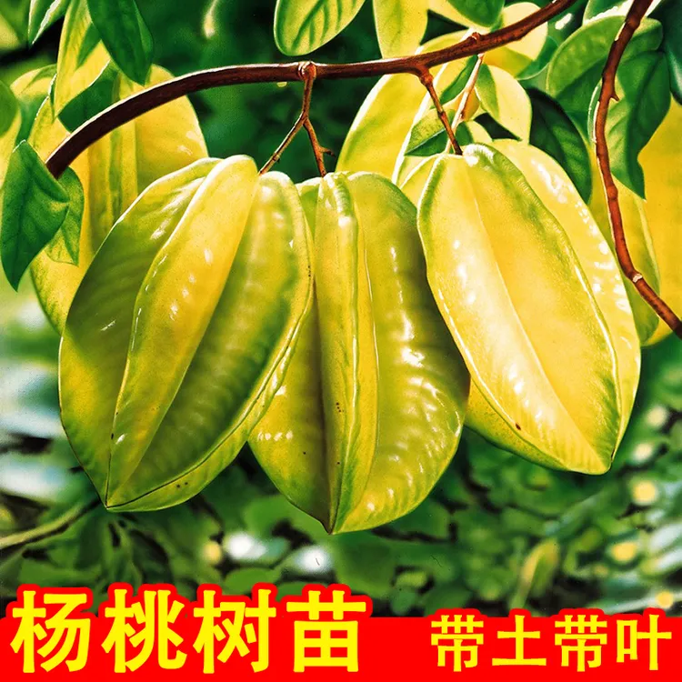 甜杨桃树苗四季结果带土带叶嫁接苗南方庭院种植盆栽果树苗杨桃苗