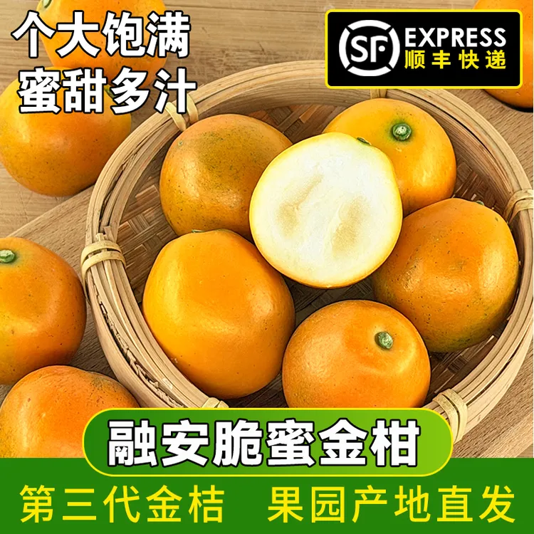 【顺丰】广西融安第三代金桔脆蜜金柑1.7斤不酸不涩口爆汁