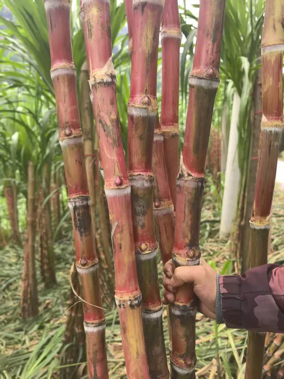 边城鲜生云南高山老品种红皮脆皮甘蔗脆甜多汁渣软皮薄