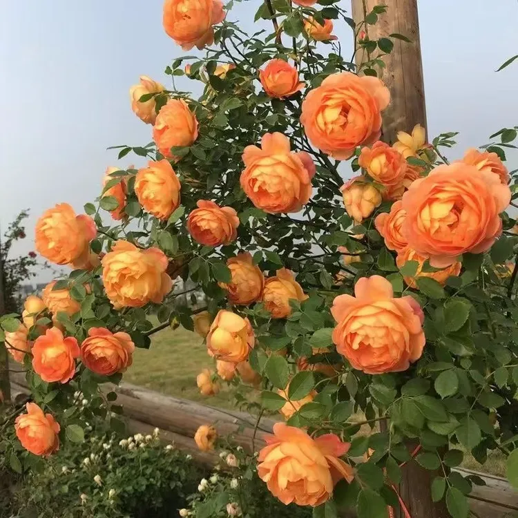 夏洛特藤本爬藤植物夏洛特夫人适合庭院花园盆栽种植